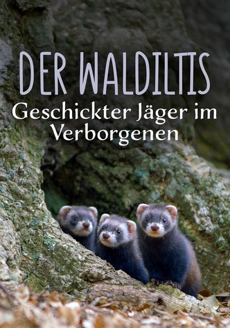 Der Waldiltis: Geschickter Jäger im Verborgenen