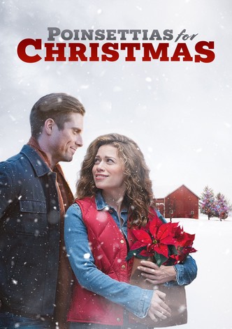 Poinsettias for Christmas