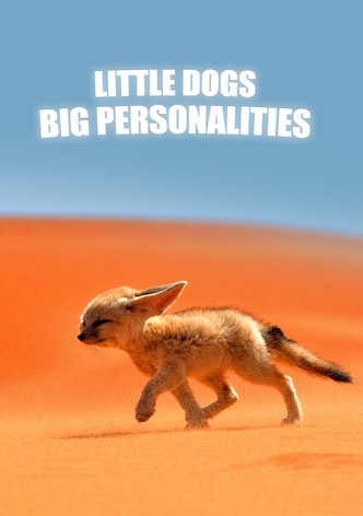 Little Dogs, Big Personalities