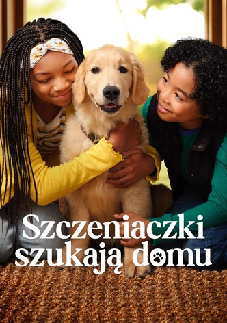 Szczeniaczki szukają domu
