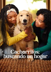 Cachorritos: Buscando un hogar