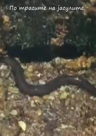 Following the Traces of the Eels