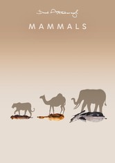 Mammals