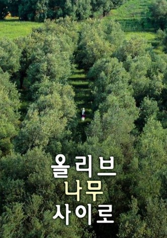 올리브 나무 사이로