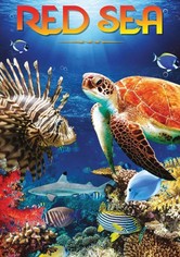 Red Sea 4K