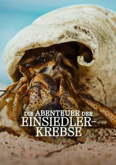 Die Abenteuer der Einsiedlerkrebse