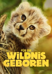 Für die Wildnis geboren