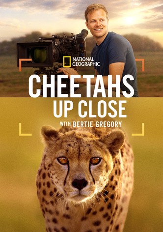 Cheetahs Up Close with Bertie Gregory