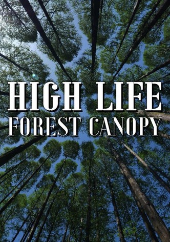 High Life: Forest Canopy