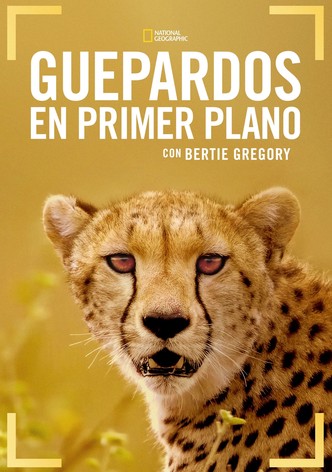 Guepardos en primer plano con Bertie Gregory