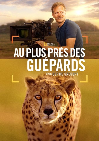 Au plus près des guépards avec Bertie Gregory