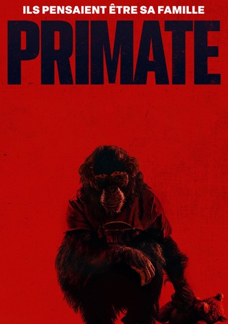 Primate