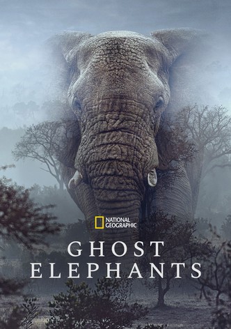 Ghost Elephants