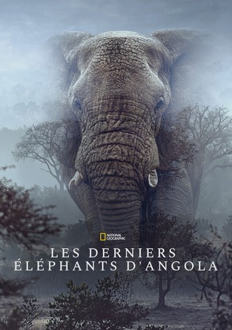 Ghost Elephants