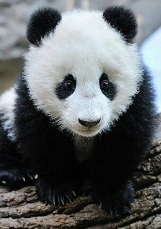 Panda Babies