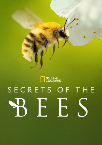 Secrets of the Bees