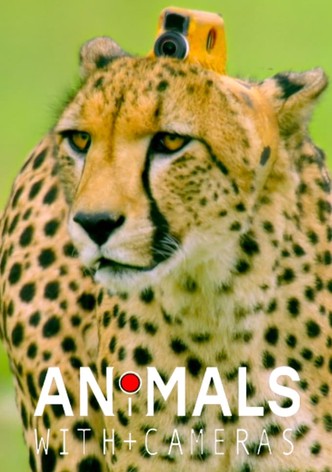 Tiere hinter der Kamera