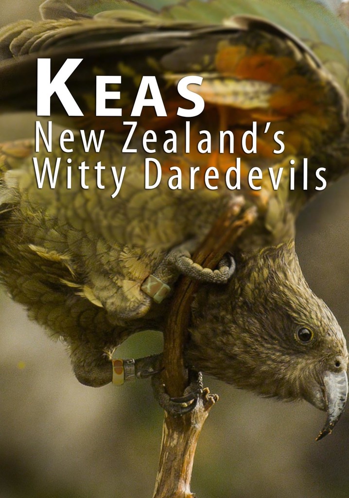 Keas - New Zealand's Witty Daredevils