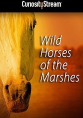 Wild Horses of the Marshes