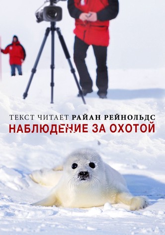 Наблюдение за охотой