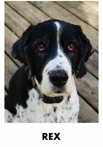 Rex