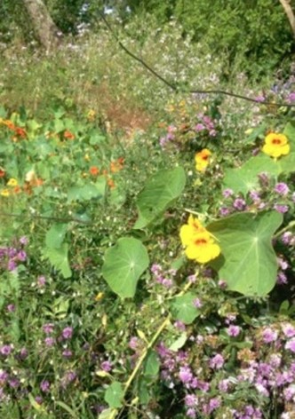 Colophon (for the Arboretum Cycle)