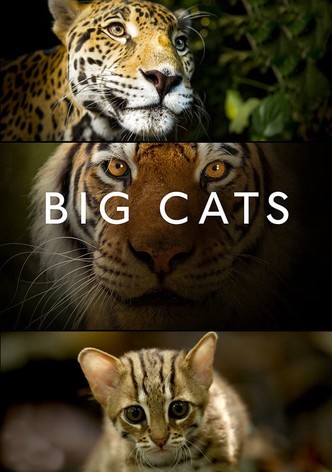 Big Cats