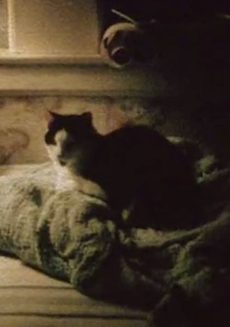 My Cat, My Garden, and 9/11