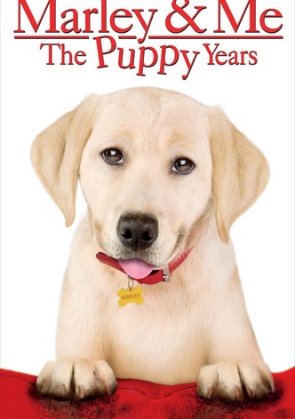 A dog's journey putlocker hot sale