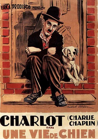 Une vie de chien