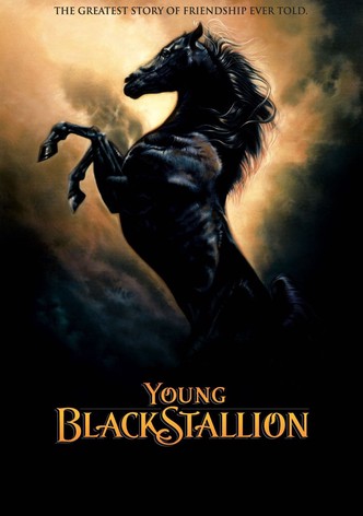 Mladý černý hřebec