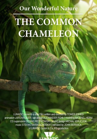 Our Wonderful Nature: The Common Chameleon